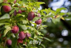 Red Japanese Plum Tree Organic Seeds, 5 Count Red Japanese Plum Tree Seed, Red Plum Tree Plant for Pot and Garden, Non-GMO Heirloom