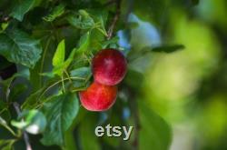 Red Japanese Plum Tree Organic Seeds, 5 Count Red Japanese Plum Tree Seed, Red Plum Tree Plant for Pot and Garden, Non-GMO Heirloom