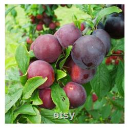 Red Japanese Plum Tree Organic Seeds, 5 Count Red Japanese Plum Tree Seed, Red Plum Tree Plant for Pot and Garden, Non-GMO Heirloom