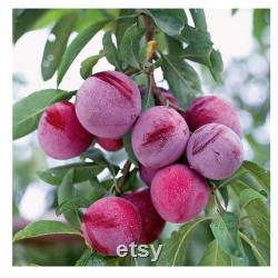 Red Japanese Plum Tree Organic Seeds, 5 Count Red Japanese Plum Tree Seed, Red Plum Tree Plant for Pot and Garden, Non-GMO Heirloom