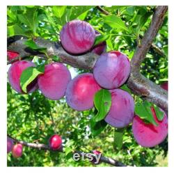 Red Japanese Plum Tree Organic Seeds, 5 Count Red Japanese Plum Tree Seed, Red Plum Tree Plant for Pot and Garden, Non-GMO Heirloom