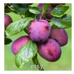 Red Japanese Plum Tree Organic Seeds, 5 Count Red Japanese Plum Tree Seed, Red Plum Tree Plant for Pot and Garden, Non-GMO Heirloom