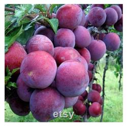 Red Japanese Plum Tree Organic Seeds, 5 Count Red Japanese Plum Tree Seed, Red Plum Tree Plant for Pot and Garden, Non-GMO Heirloom