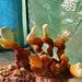 Red Reishi Mushroom Liquid Culture