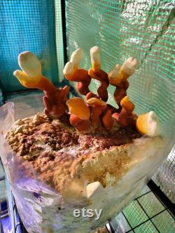 Red Reishi Mushroom Liquid Culture