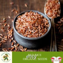 Red Rice Organic Seeds, 100 Count Red Rice Seed, Rice Plant Seeds for Pot and Garden, Non-GMO Heirloom, Open Pollination