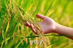 Red Rice Organic Seeds, 100 Count Red Rice Seed, Rice Plant Seeds for Pot and Garden, Non-GMO Heirloom, Open Pollination