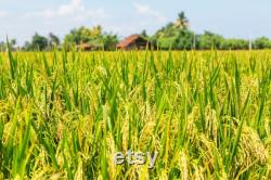 Red Rice Organic Seeds, 100 Count Red Rice Seed, Rice Plant Seeds for Pot and Garden, Non-GMO Heirloom, Open Pollination