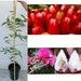 Red Wax Apple . Air Layering. 2 Years Old . 5 Feet Tall . With Many Branches.