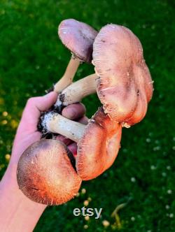 Red Winecap Liquid Culture (Stropharia rugosoannulata)