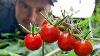 Results Hydroponic Tomatoes How To Grow Tomatoes Forever Ish Or For A Really Long Time