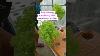 Rooftop Greenhouse First Update After 1 Week Greenhouse Hydroponics Farmlife Farming Grateful