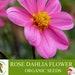 Rose Dahlia Organic Seeds, 20 Count Rose Dahlia Flower Seed, Rose Dahlia Plant For Garden And Pot, Non-gmo Heirloom, Open Pollination