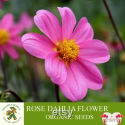 Rose Dahlia Organic Seeds, 20 Count Rose Dahlia Flower Seed, Rose Dahlia Plant for Garden and Pot, Non-GMO Heirloom, Open Pollination