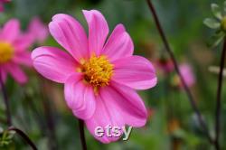 Rose Dahlia Organic Seeds, 20 Count Rose Dahlia Flower Seed, Rose Dahlia Plant for Garden and Pot, Non-GMO Heirloom, Open Pollination