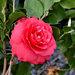 Rose Dawn Camellia Flower Potted