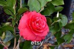 Rose Dawn Camellia Flower Potted