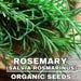 Rosemary Organic Seeds, Salvia Rosmarinus Seed, Rosemary Plant Seeds For Garden And Pot, Non-gmo Heirloom, Open Pollination