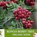 Rowan Berry Tree Organic Seeds, 5 Count Rowan Berry Seed, Rowan Seeds For Garden And Pot, Non-gmo Heirloom, Open Pollination