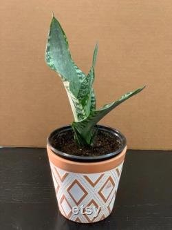 Sansevieria trifasciata Morgenstern's Aurea aka Singer Silver in 5 inch po C