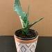 Sansevieria Trifasciata Morgenstern's Aurea Aka Singer Silver In 5 Inch Po C