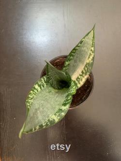 Sansevieria trifasciata Morgenstern's Aurea aka Singer Silver in 5 inch po C