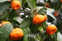 Satsuma Mandarin Tree Organic Seeds, 10 Count Mandarin Tree Seed, Mandarin Plant Seeds for Garden and Pot,Non-GMO-Heirloom,Open Pollination
