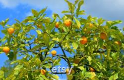 Satsuma Mandarin Tree Organic Seeds, 10 Count Mandarin Tree Seed, Mandarin Plant Seeds for Garden and Pot,Non-GMO-Heirloom,Open Pollination