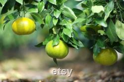 Satsuma Mandarin Tree Organic Seeds, 10 Count Mandarin Tree Seed, Mandarin Plant Seeds for Garden and Pot,Non-GMO-Heirloom,Open Pollination