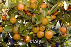 Satsuma Mandarin Tree Organic Seeds, 10 Count Mandarin Tree Seed, Mandarin Plant Seeds for Garden and Pot,Non-GMO-Heirloom,Open Pollination
