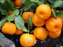Satsuma Mandarin Tree Organic Seeds, 10 Count Mandarin Tree Seed, Mandarin Plant Seeds for Garden and Pot,Non-GMO-Heirloom,Open Pollination