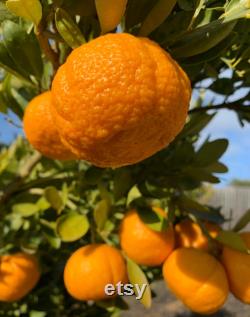 Satsuma Mandarin Tree Organic Seeds, 10 Count Mandarin Tree Seed, Mandarin Plant Seeds for Garden and Pot,Non-GMO-Heirloom,Open Pollination