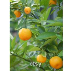 Satsuma Mandarin Tree Organic Seeds, 10 Count Mandarin Tree Seed, Mandarin Plant Seeds for Garden and Pot,Non-GMO-Heirloom,Open Pollination