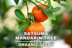 Satsuma Mandarin Tree Organic Seeds,10 Count Satsuma Mandarin Tree Seeds,Plant Seeds for the Garden and Pot,Non-GMO Heirloom,DIYGarden Seed