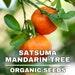Satsuma Mandarin Tree Organic Seeds,10 Count Satsuma Mandarin Tree Seeds,plant Seeds For The Garden And Pot,non-gmo Heirloom,diygarden Seed