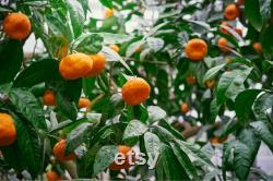 Satsuma Mandarin Tree Organic Seeds,10 Count Satsuma Mandarin Tree Seeds,Plant Seeds for the Garden and Pot,Non-GMO Heirloom,DIYGarden Seed