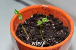 Satsuma Mandarin Tree Organic Seeds,10 Count Satsuma Mandarin Tree Seeds,Plant Seeds for the Garden and Pot,Non-GMO Heirloom,DIYGarden Seed