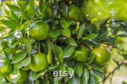 Satsuma Mandarin Tree Organic Seeds,10 Count Satsuma Mandarin Tree Seeds,Plant Seeds for the Garden and Pot,Non-GMO Heirloom,DIYGarden Seed