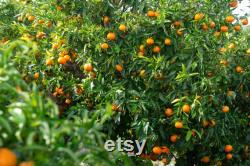 Satsuma Mandarin Tree Organic Seeds,10 Count Satsuma Mandarin Tree Seeds,Plant Seeds for the Garden and Pot,Non-GMO Heirloom,DIYGarden Seed