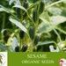 Sesame Organic Seeds, 150 Count Non-pharmaceutical Natural Sesame Seed, For Pot And Garden, For Oil And Cooking, Non-gmo Heirloom