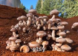 Shiitake Mushroom Growing Kit- FREE SHIPPING