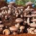 Shiitake Mushroom Growing Kit- Free Shipping