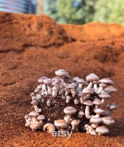 Shiitake Mushroom Growing Kit- FREE SHIPPING