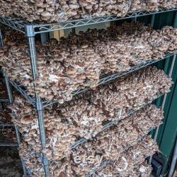 Shiitake Mushroom Growing Kit- FREE SHIPPING