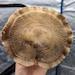 Shiitake S75 Mushroom Liquid Culture Lentinula Edodes