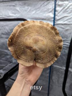 Shiitake S75 Mushroom Liquid Culture Lentinula edodes