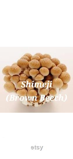 Shimeji (Brown Beech) Mushroom Liquid Culture Syringe