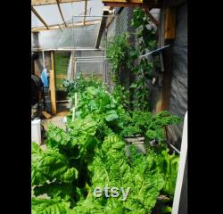 Six Aquaponics Fail Safe 12 Bell Siphon Kits, IBC Grow Bed W 1 Clear Top Bell, Save 30.00