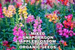 Snapdragon, Appleblossom, 50 Count Organic Seeds, Heirloom Flower, Multicolored with Gold Undertone Blooms, Cut FlowerandArrangements