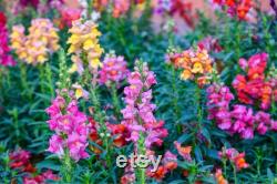 Snapdragon, Appleblossom, 50 Count Organic Seeds, Heirloom Flower, Multicolored with Gold Undertone Blooms, Cut FlowerandArrangements